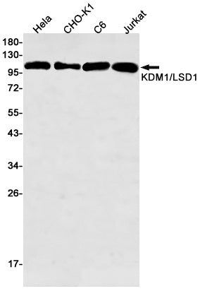 Anti-KDM1A Rabbit Monoclonal Antibody