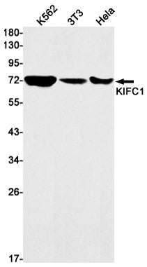 Anti-KIFC1 Rabbit Monoclonal Antibody
