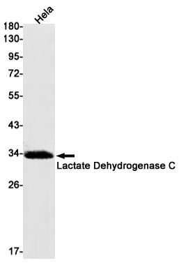 Anti-Lactate Dehydrogenase C Rabbit Monoclonal Antibody