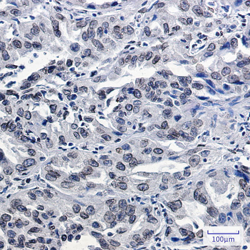 Anti-Lamin B2 Rabbit Monoclonal Antibody