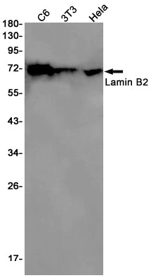 Anti-Lamin B2 Rabbit Monoclonal Antibody