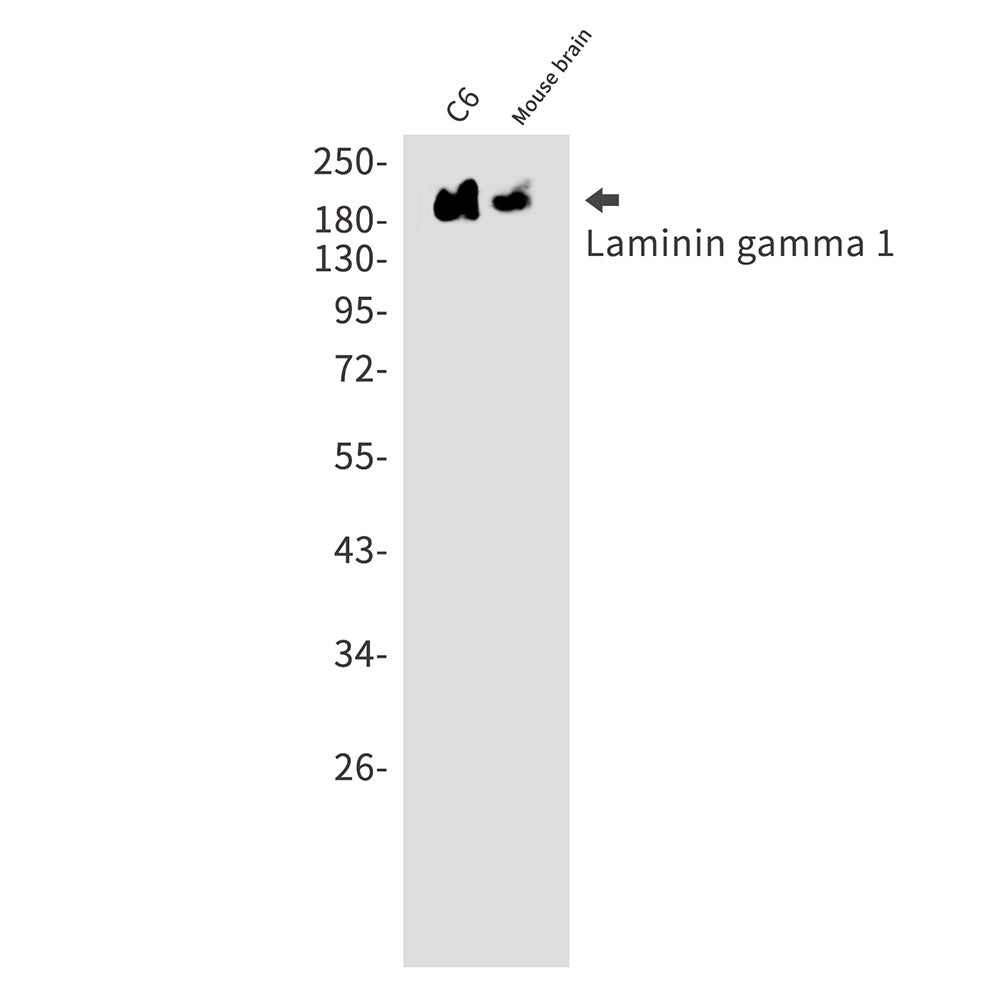 Anti-Laminin gamma 1 Rabbit Monoclonal Antibody
