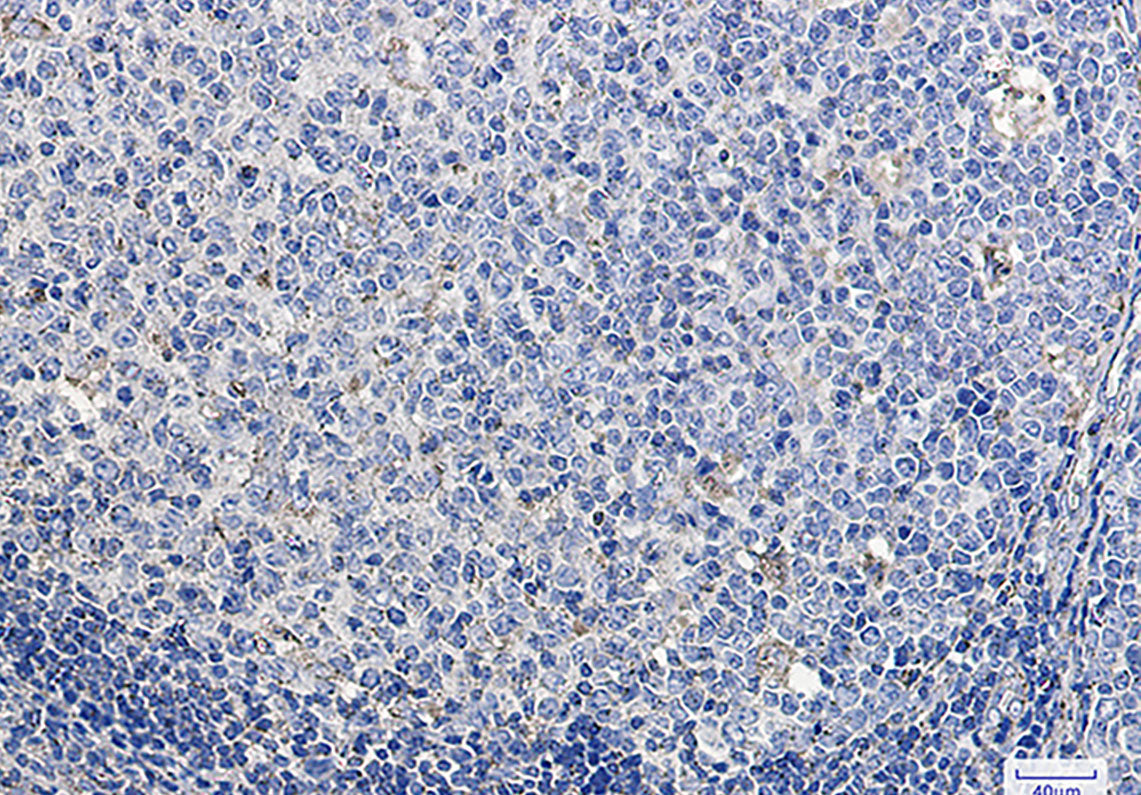 Anti-LAMP1 Rabbit Monoclonal Antibody