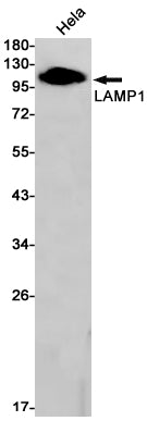 Anti-LAMP1 Rabbit Monoclonal Antibody