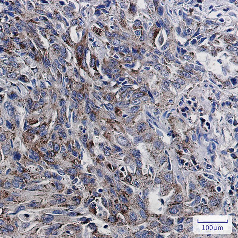 Anti-LAMP2 Rabbit Monoclonal Antibody
