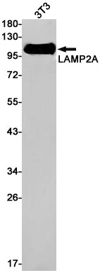 Anti-LAMP2 Rabbit Monoclonal Antibody
