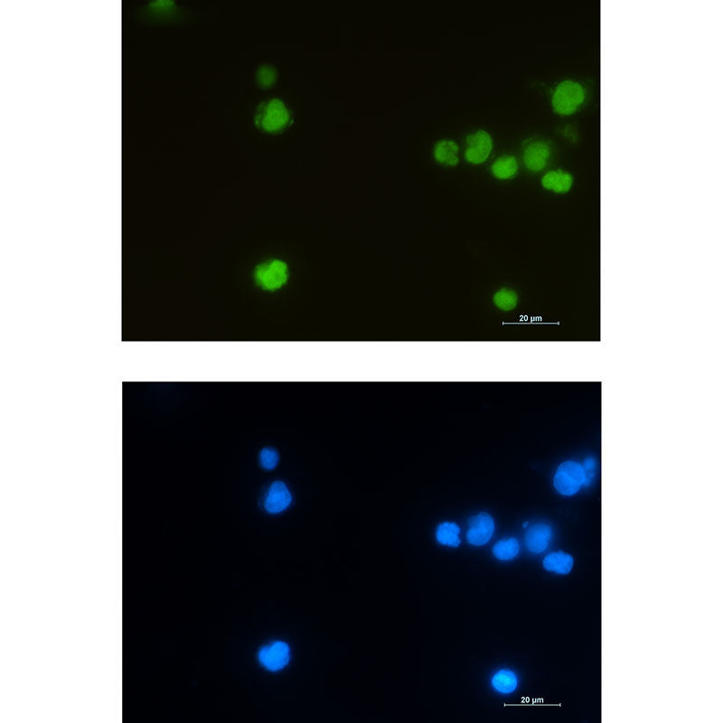 Anti-LEF1 Rabbit Monoclonal Antibody