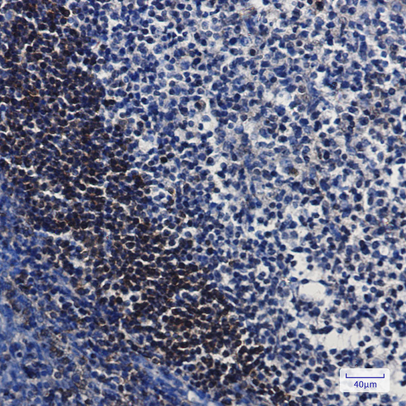 Anti-Leukotriene A4 Hydrolase Rabbit Monoclonal Antibody
