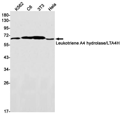 Anti-Leukotriene A4 Hydrolase Rabbit Monoclonal Antibody