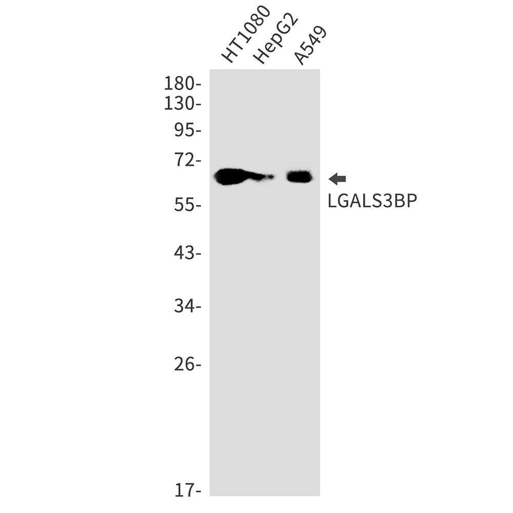Anti-LGALS3BP Rabbit Monoclonal Antibody