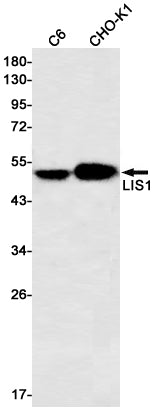 Anti-LIS1 Rabbit Monoclonal Antibody