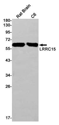 Anti-LRRC15 Rabbit Monoclonal Antibody