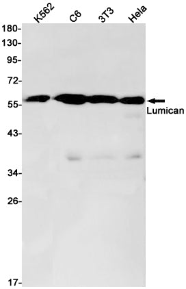 Anti-Lumican Rabbit Monoclonal Antibody