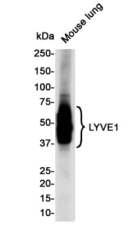 Anti-LYVE1 Rabbit Monoclonal Antibody