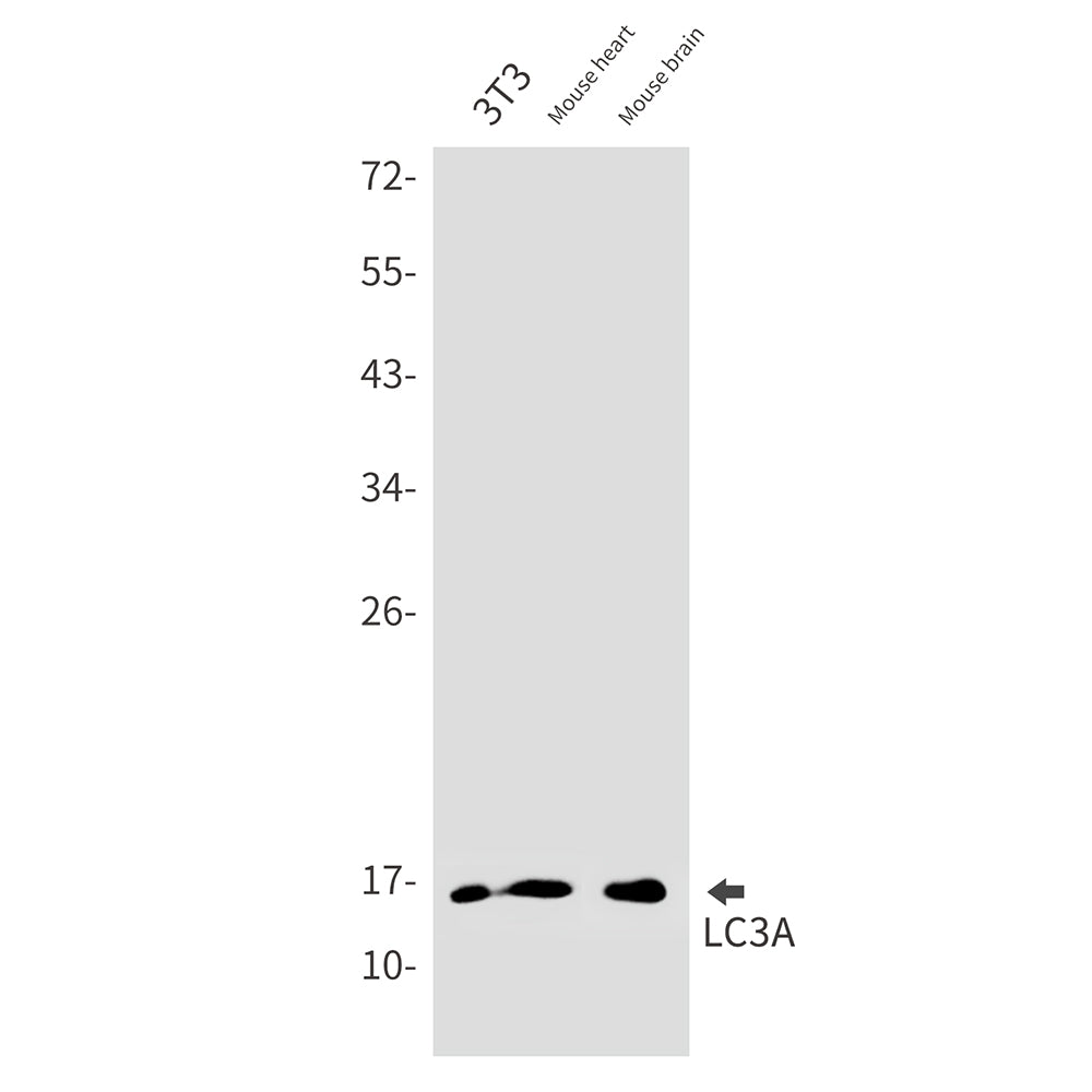 Anti-LC3A Rabbit Monoclonal Antibody