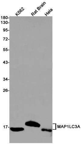 Anti-LC3A Rabbit Monoclonal Antibody