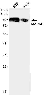 Anti-MAPK6 Rabbit Monoclonal Antibody
