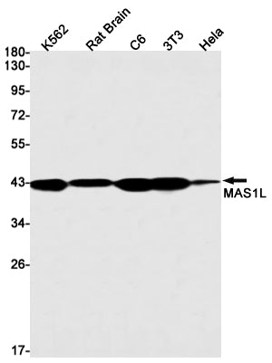 Anti-MAS1L Rabbit Monoclonal Antibody