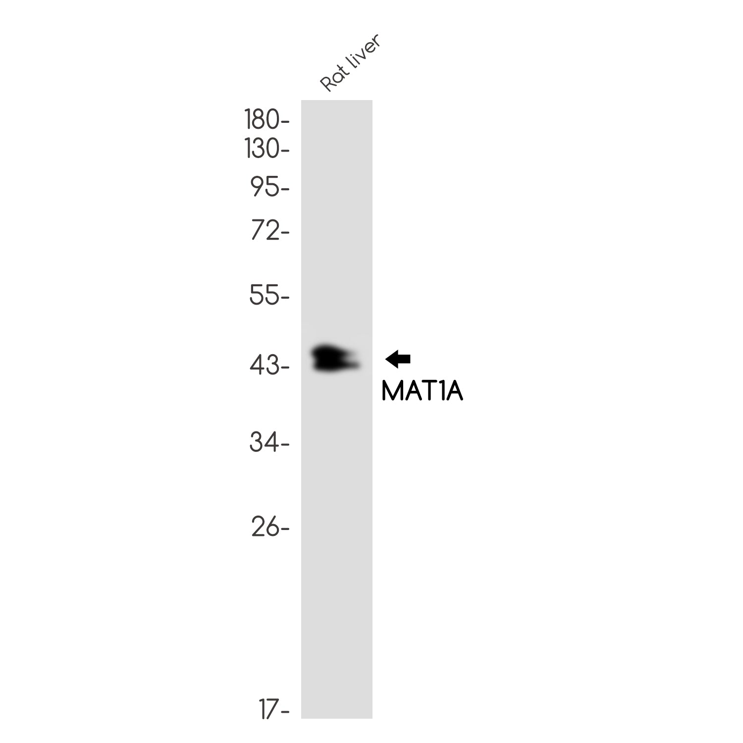 Anti-MAT1A Rabbit Monoclonal Antibody