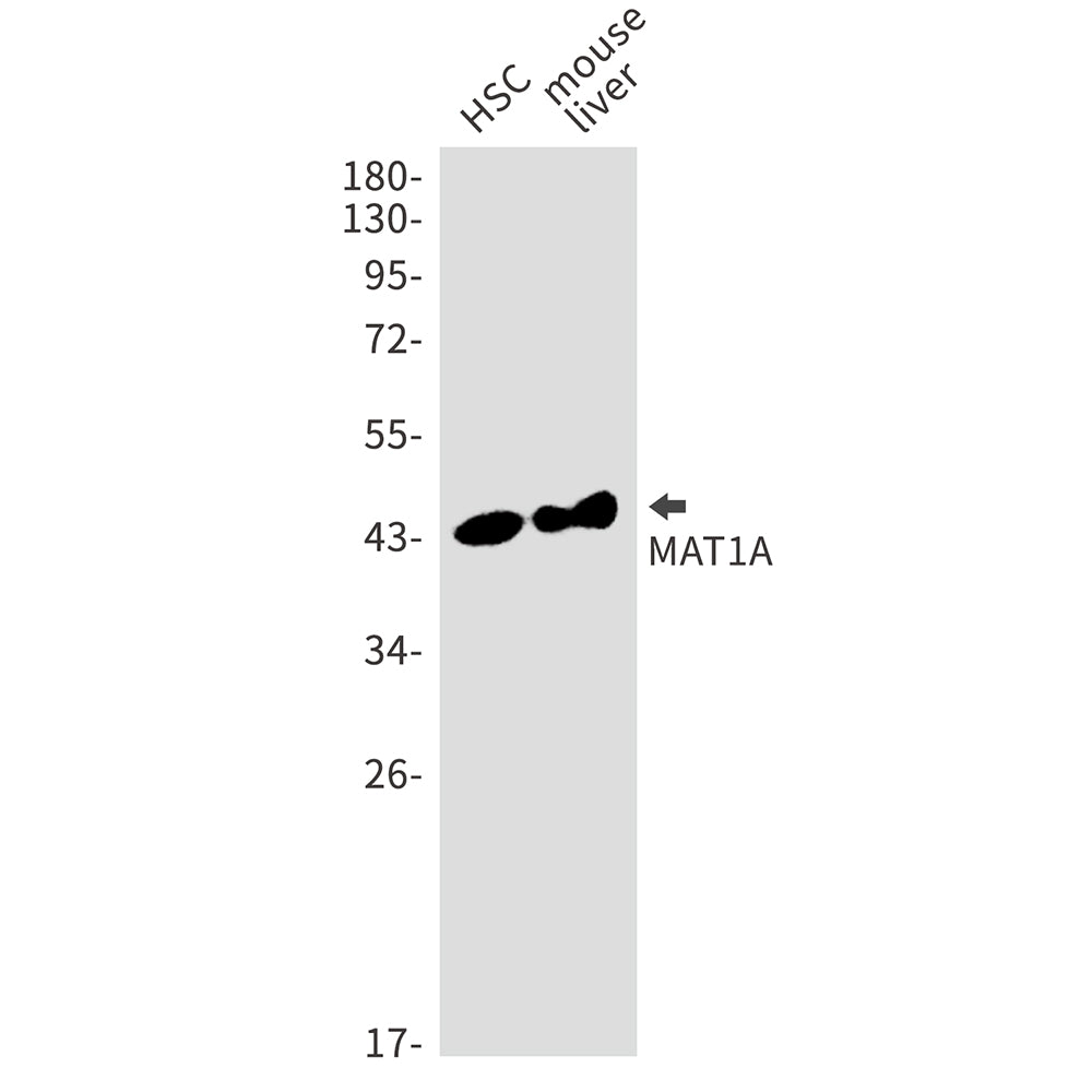 Anti-MAT1A Rabbit Monoclonal Antibody