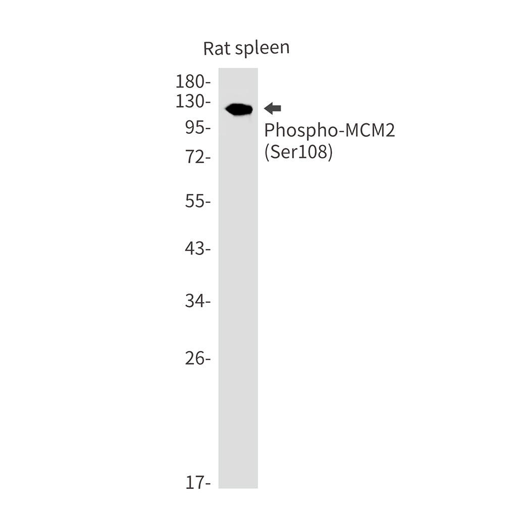 Anti-Phospho-MCM2 (Ser108) Rabbit Monoclonal Antibody
