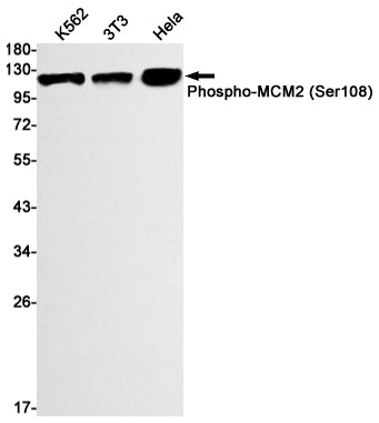 Anti-Phospho-MCM2 (Ser108) Rabbit Monoclonal Antibody