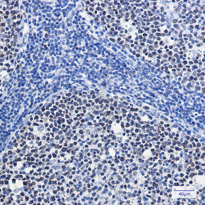 Anti-MCM7 Rabbit Monoclonal Antibody