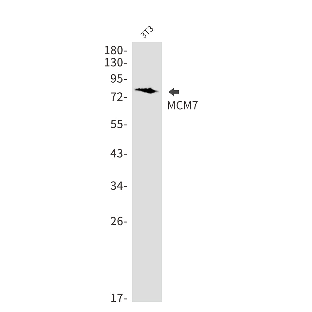 Anti-MCM7 Rabbit Monoclonal Antibody