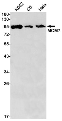Anti-MCM7 Rabbit Monoclonal Antibody