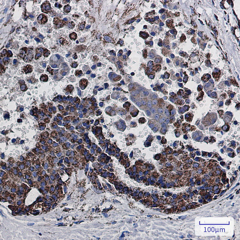 Anti-MDH2 Rabbit Monoclonal Antibody