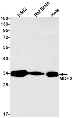 Anti-MDH2 Rabbit Monoclonal Antibody