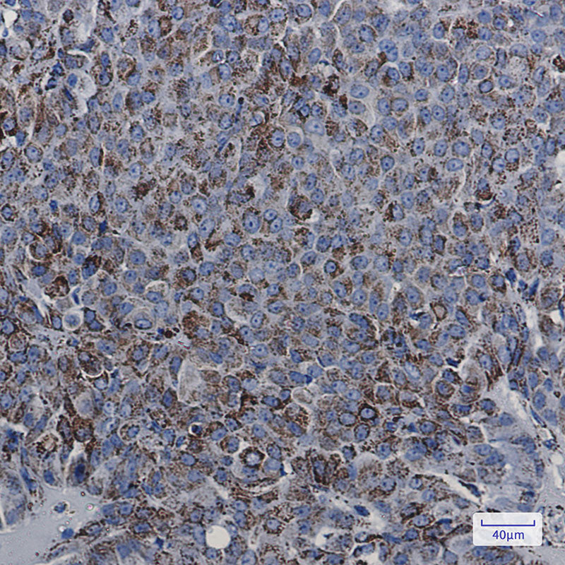 Anti-MDH2 Rabbit Monoclonal Antibody