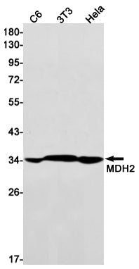 Anti-MDH2 Rabbit Monoclonal Antibody