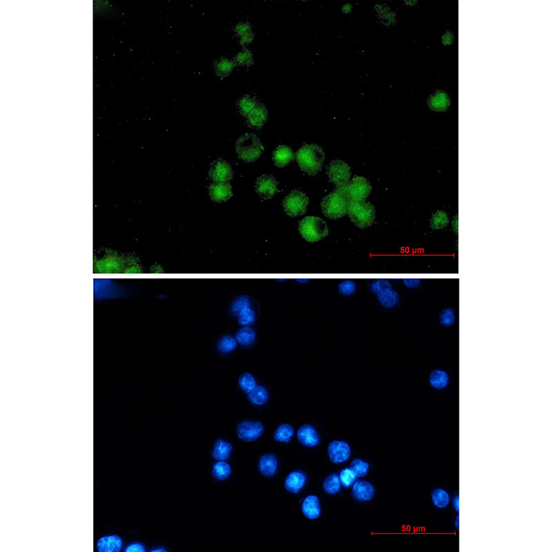 Anti-MEF2A Rabbit Monoclonal Antibody
