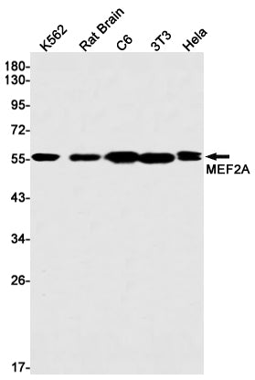 Anti-MEF2A Rabbit Monoclonal Antibody