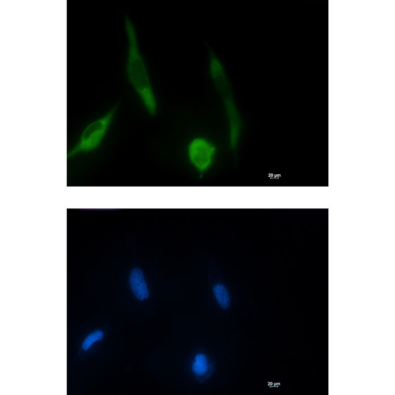 Anti-Phospho-MEK1 (Ser298) Rabbit Monoclonal Antibody