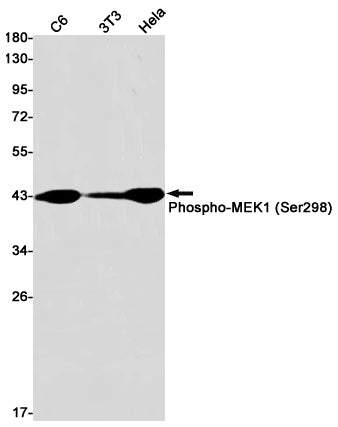 Anti-Phospho-MEK1 (Ser298) Rabbit Monoclonal Antibody