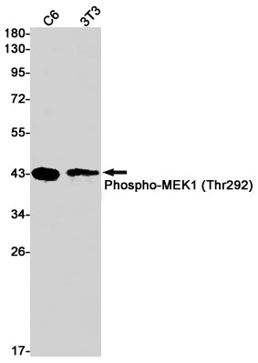Anti-Phospho-MEK1 (Thr292) Rabbit Monoclonal Antibody