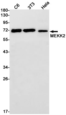 Anti-MEKK2 Rabbit Monoclonal Antibody