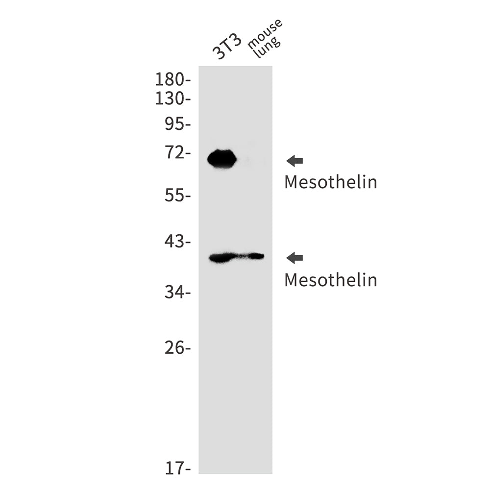 Anti-Mesothelin Rabbit Monoclonal Antibody