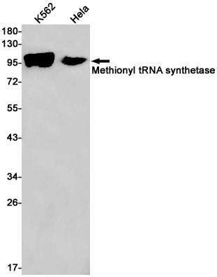 Anti-MetRS Rabbit Monoclonal Antibody