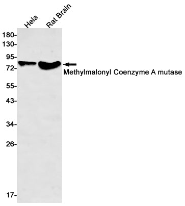 Anti-Methylmalonyl Coenzyme A mutase Rabbit Monoclonal Antibody