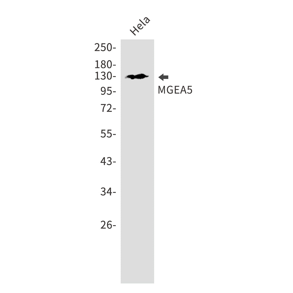 Anti-OGA Rabbit Monoclonal Antibody