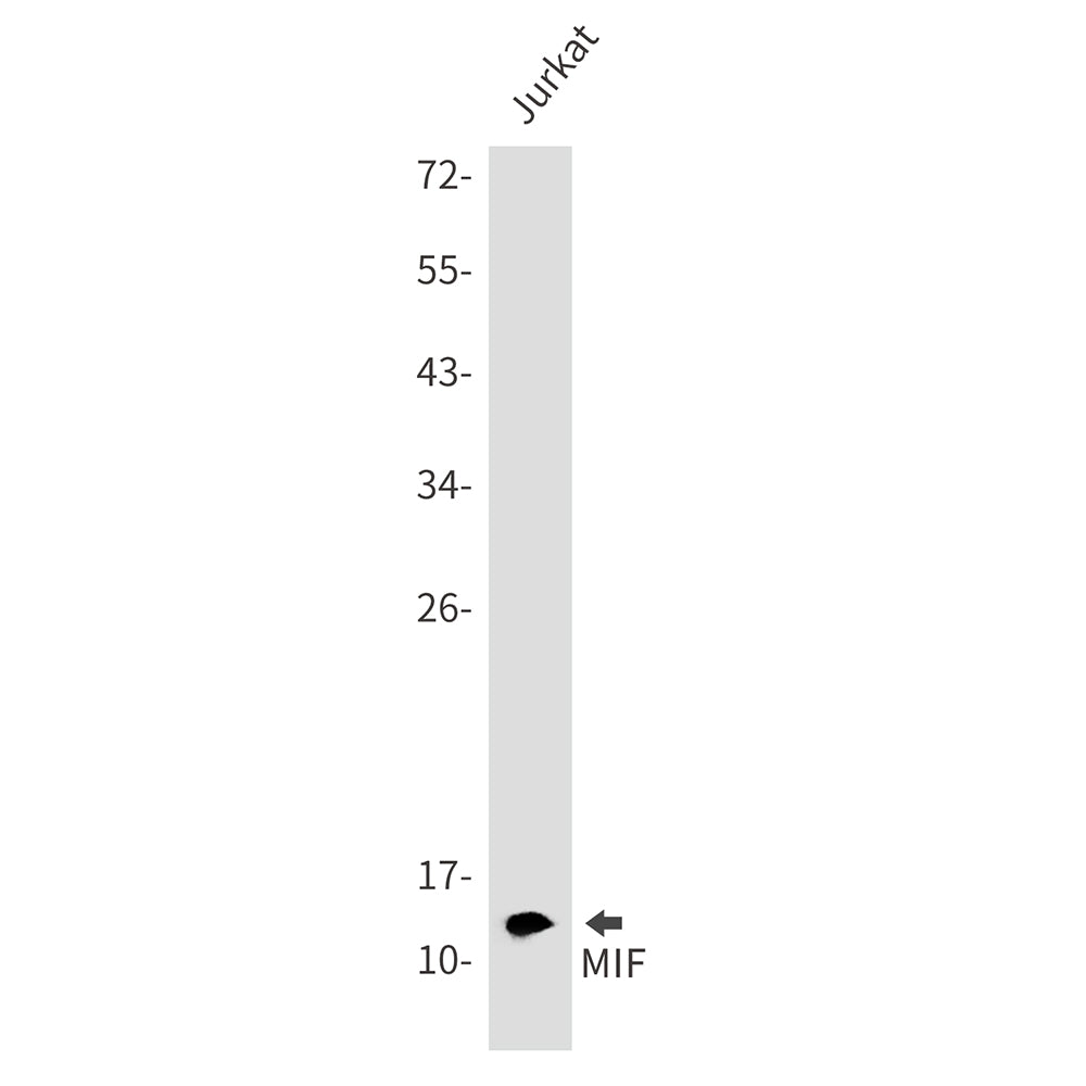 Anti-MIF Rabbit Monoclonal Antibody