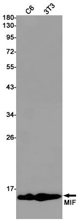 Anti-MIF Rabbit Monoclonal Antibody