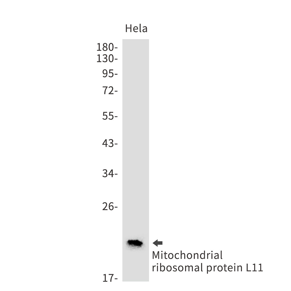 Anti-Mitochondrial Ribosomal Protein L11 Rabbit Monoclonal Antibody