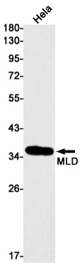 Anti-MLD Rabbit Monoclonal Antibody