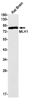 Anti-MLH1 Rabbit Monoclonal Antibody