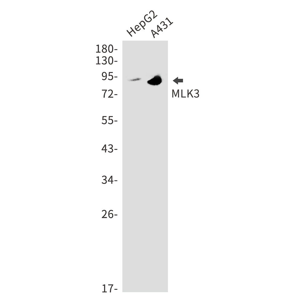 Anti-MLK3 Rabbit Monoclonal Antibody