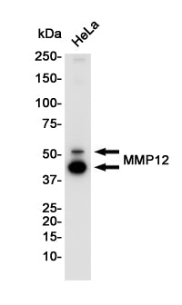 Anti-MMP12 Rabbit Monoclonal Antibody
